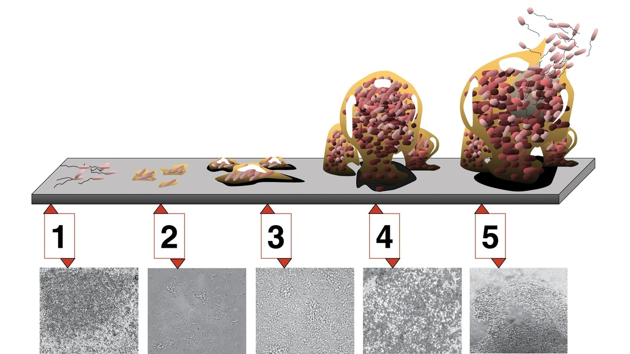 Biofilm Control and Sanitization Protocols in USP Grade Pharmaceutical Purified Water Systems